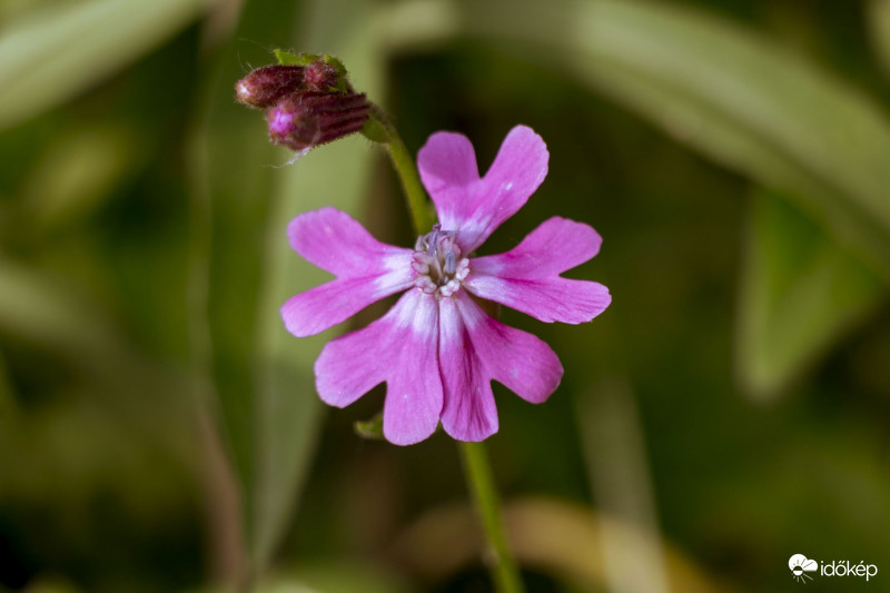 Piros mécsvirág (Silene dioica)