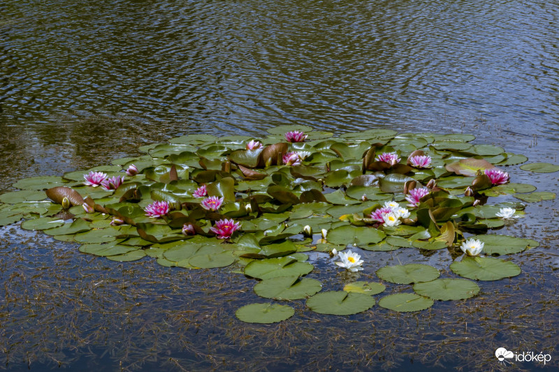 Tündérrózsa (Nymphaea alba)