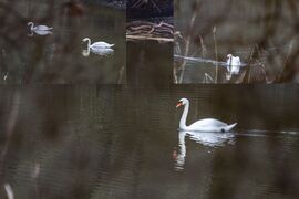Hattyúk tava... Netecs-tó, Ős Dráva holtág