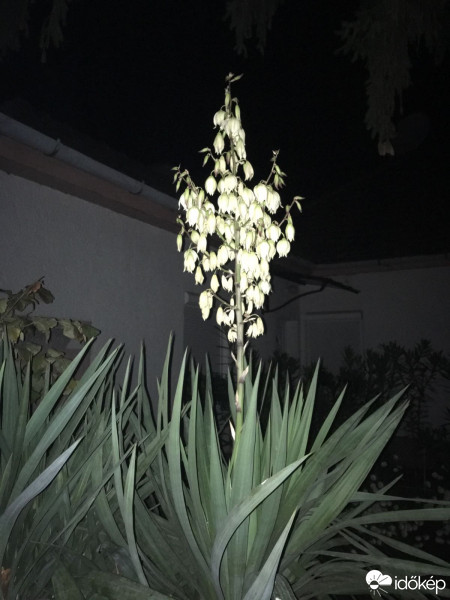 Baja