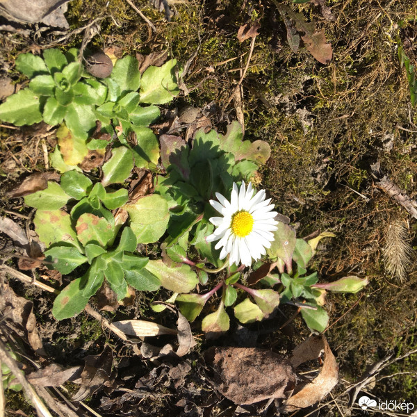 Békéscsaba