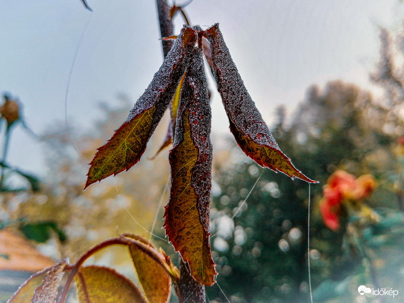 Fagyott levelek 