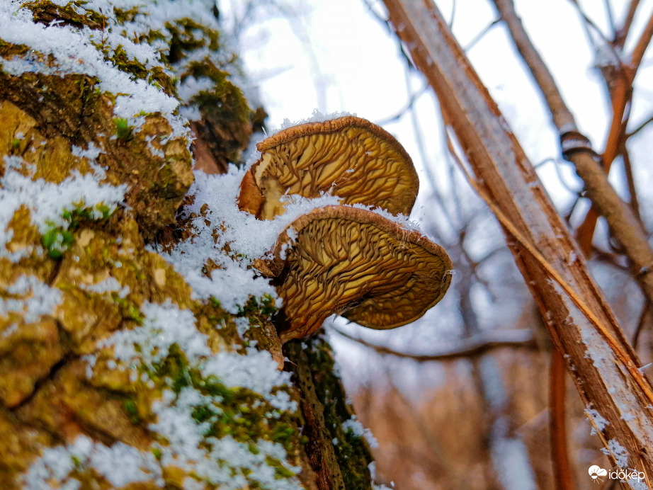 Téli gomba 