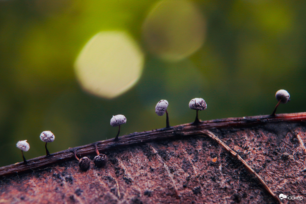 Apró gombák 