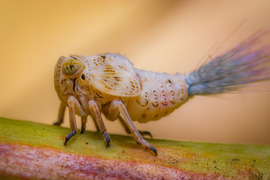 Kabóca 