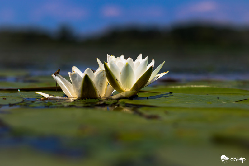 Tisza - tó rózsája 