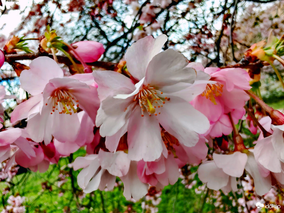 Fa virágzás 