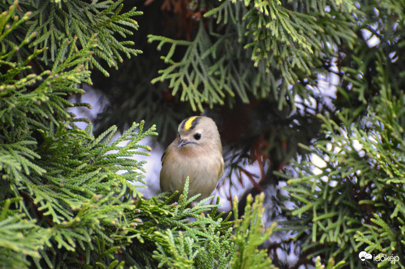 Sárgafejű királyka...