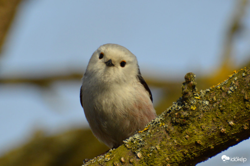 Kíváncsi Őszapó..