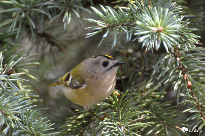 Sárgafejű királyka.