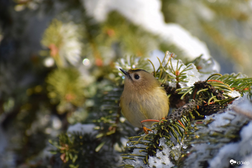 Sárgafejű királyka