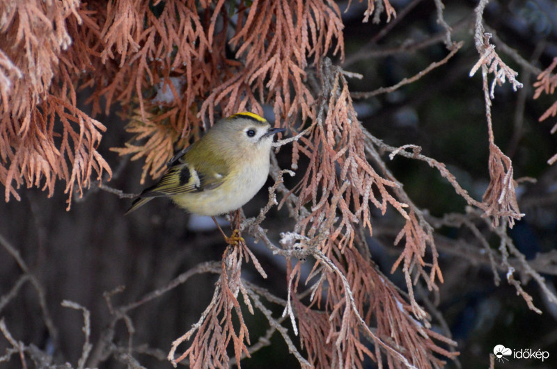 Sárgafejű királyka.