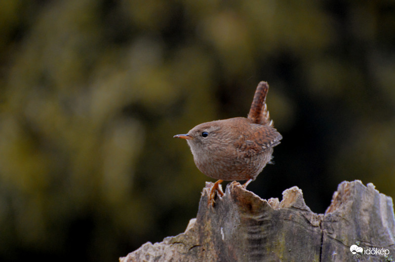 Parányi ökörszem...
