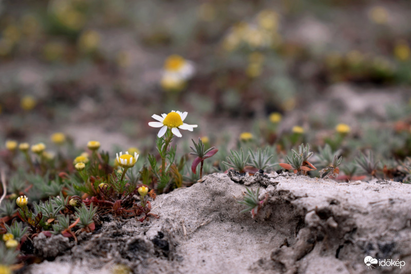 Kamilla, az ősi gyógyító növény.