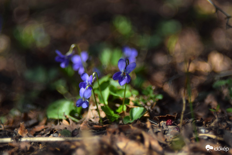 Erdei ibolya.