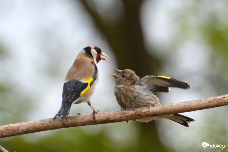Etetési időben... Tengelic mama és picurkája..