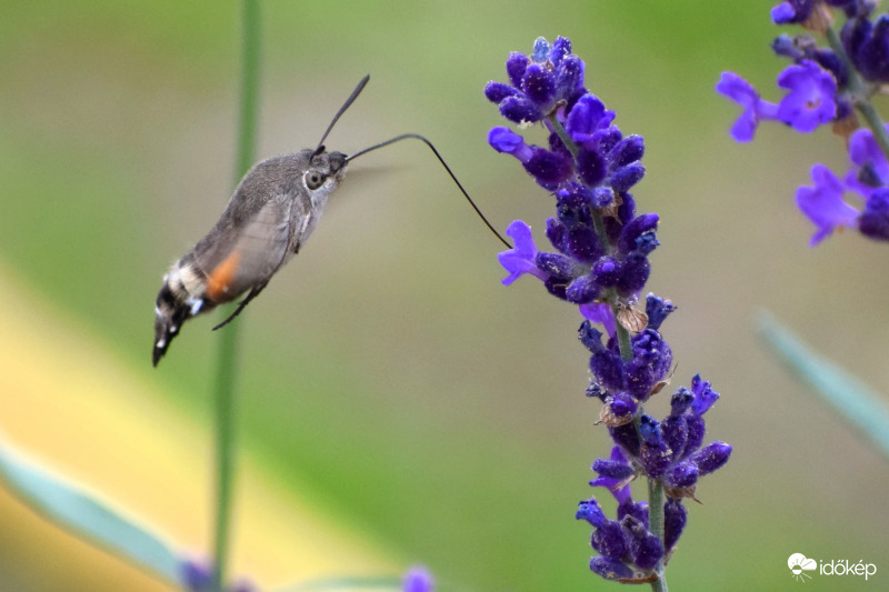 Kacsafarkú szender.