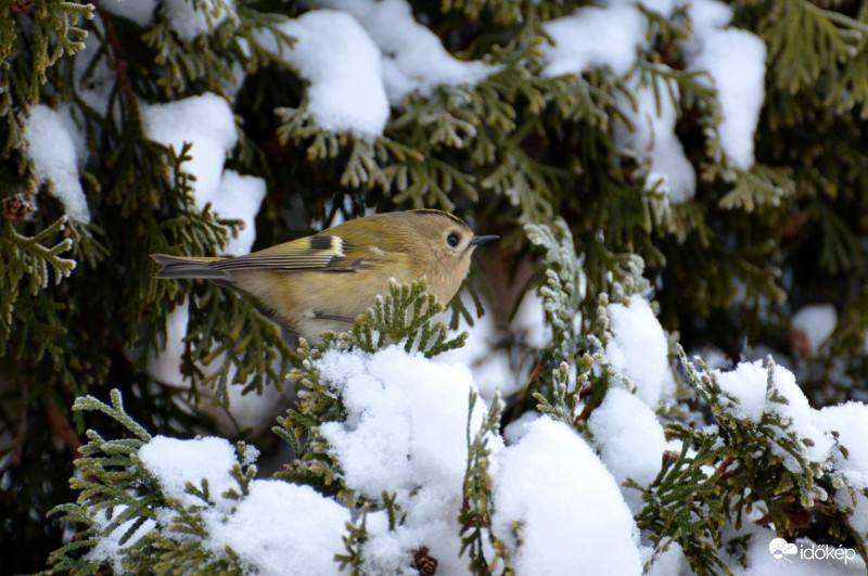 Sárgafejű királyka.