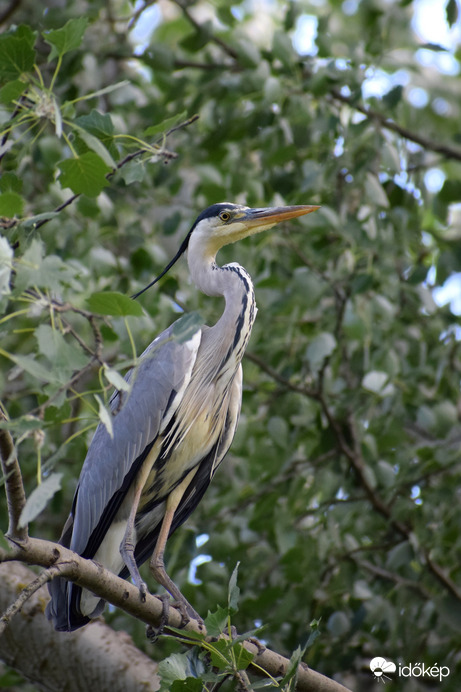 Szürke gém a fa tetején...