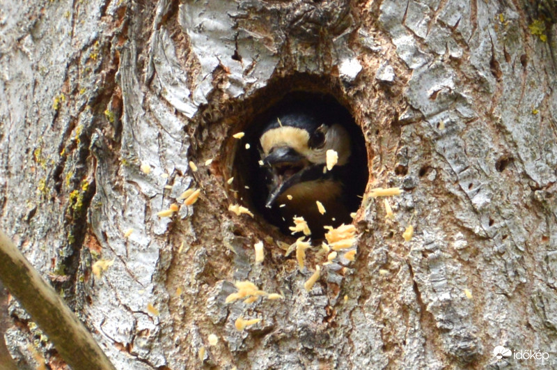 Harkály nyakig munkában... 