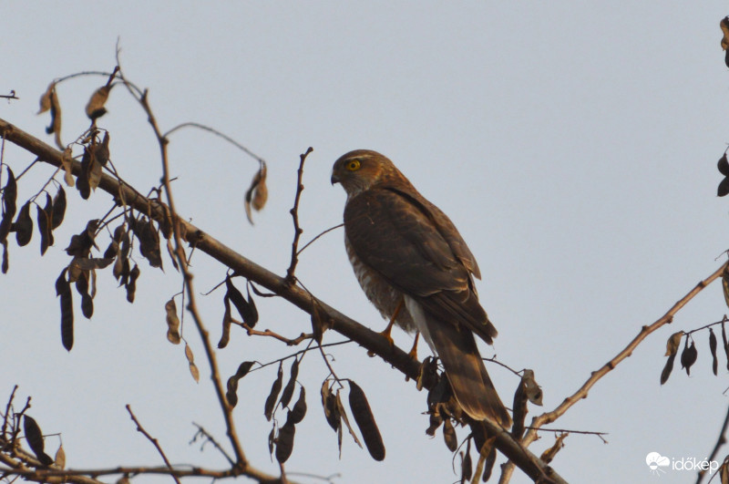 Zsákmányra várva... Karvaly tojó.