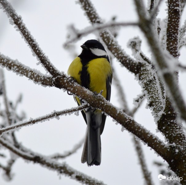 Pihenő a zúzmarás ágon !