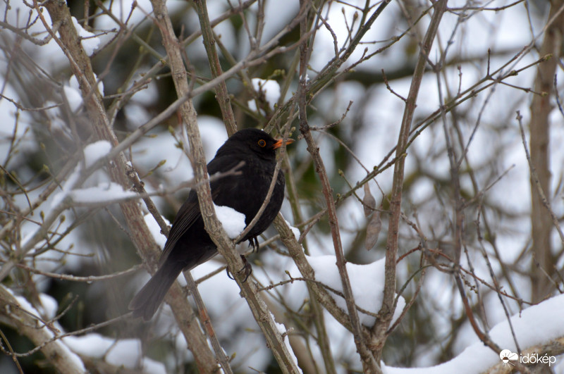 Fázósan...Fekete rigó