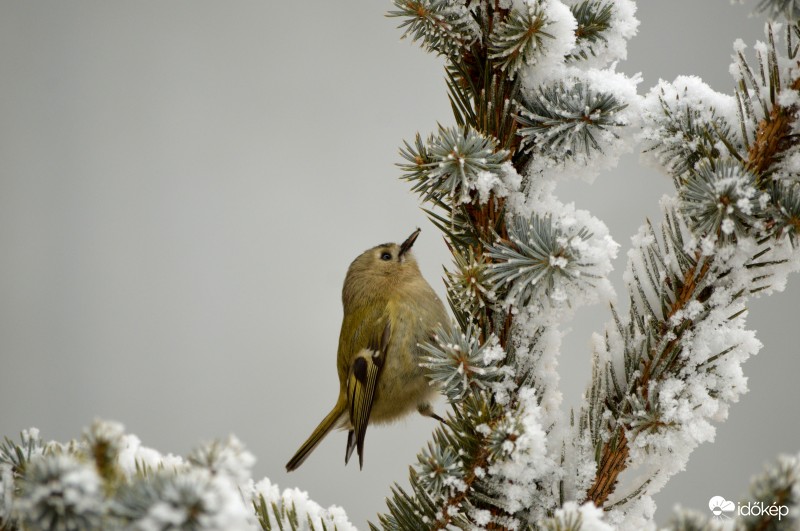 Fenyvesek aprócska királya