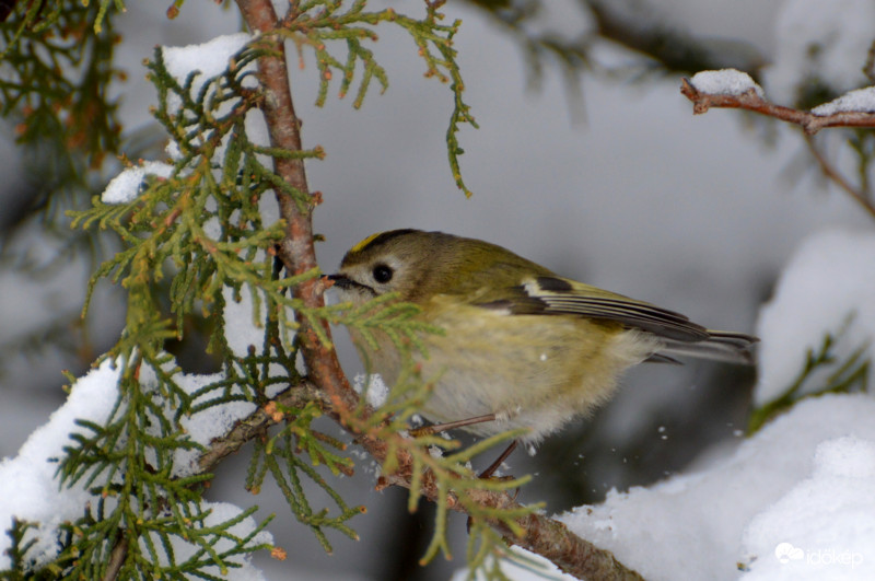 Sárgafejű királyka