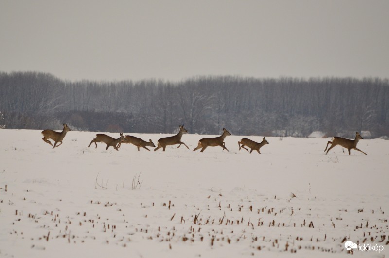 Vágta a friss hóban 