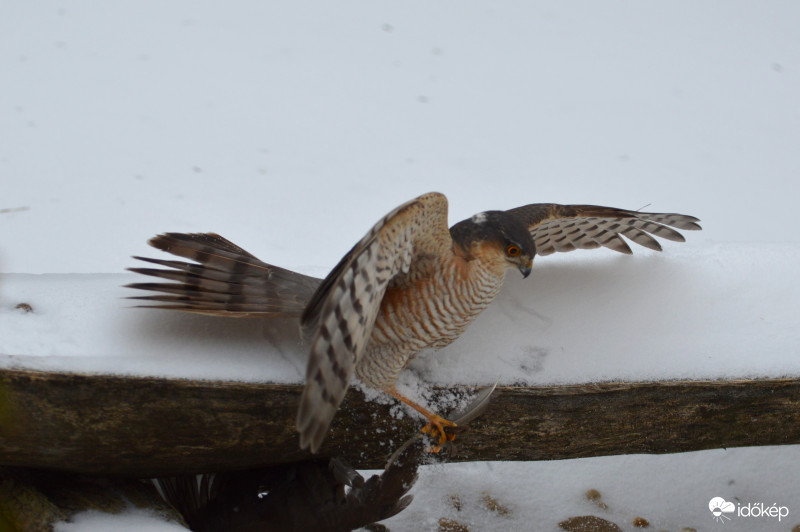 Karvaly sikertelen támadása.. 