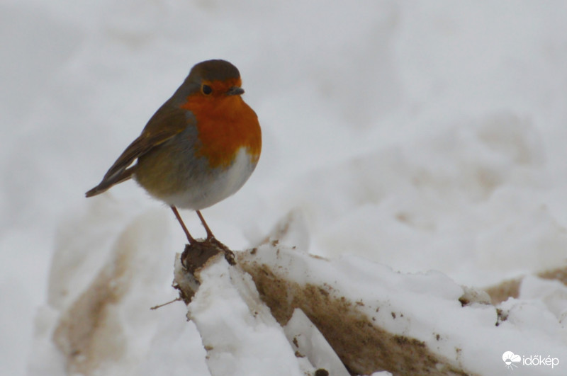 Fázós vörösbegy.