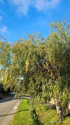 Mosonmagyaróvár