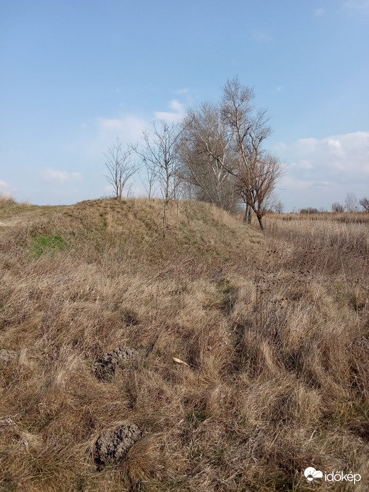 A domb, amin száraz, öreg szilfa áll