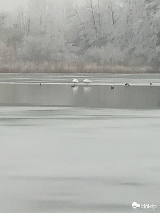 hattyúk és kacsák