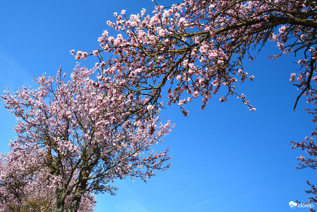 Ahol a fák összeérnek