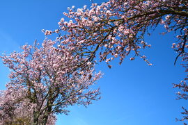 Ahol a fák összeérnek