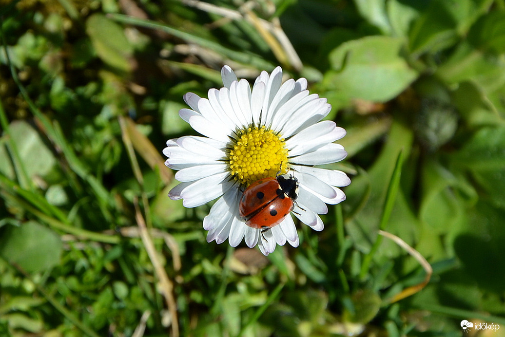 Százszorszép és katicája