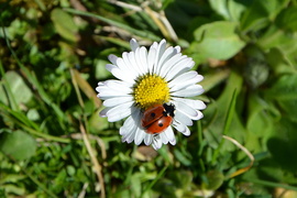 Százszorszép és katicája