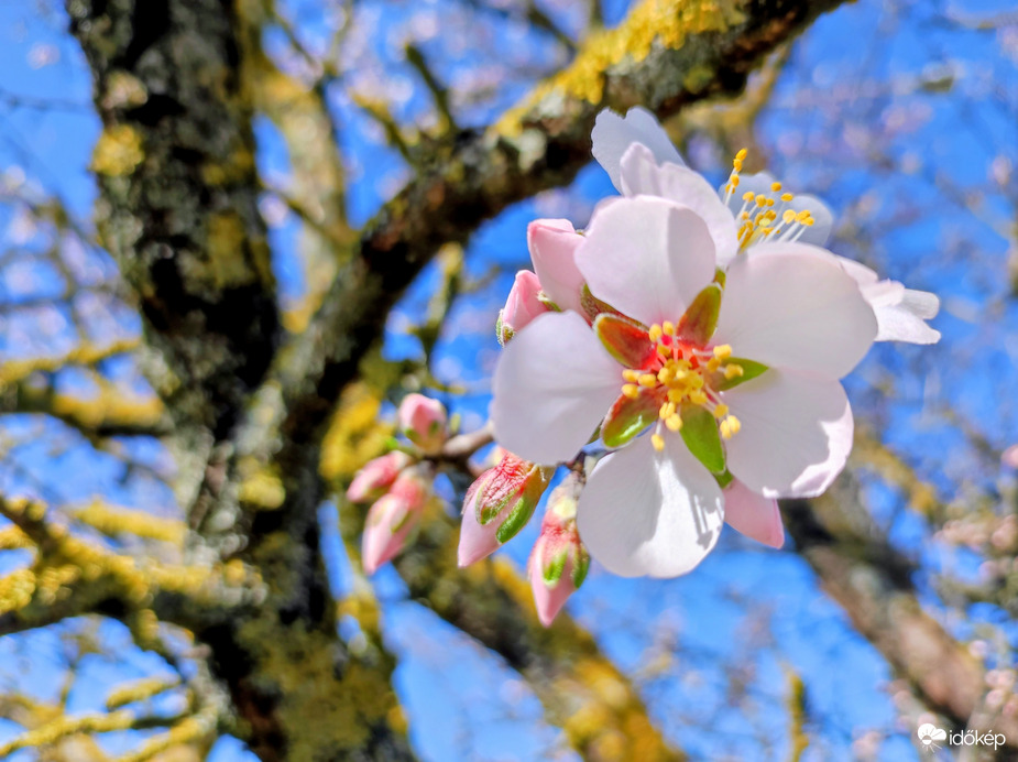 Korai mandulavirágzás