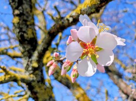 Korai mandulavirágzás