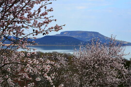 Mandula virágzás és a Tanúhegyek