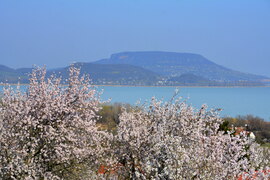 Virágba borult mandulafák mögött a Tanúhegyek