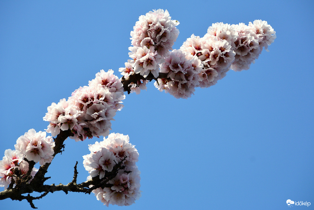 Telt virágú mandulafa ága 