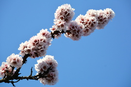 Telt virágú mandulafa ága 