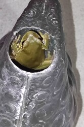 Zöld leveli béka éjjel az öntözőkannában
