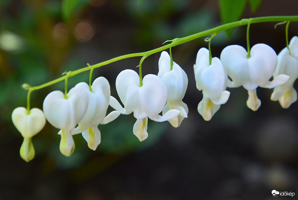 Fehér szívvirág