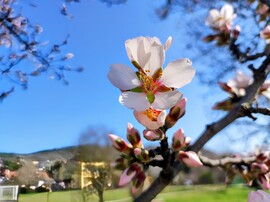 Korai mandulavirágzás