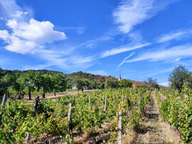 Panoráma 
