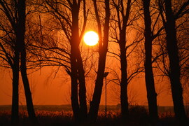 Fák között lemenő